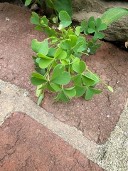 Oxalis