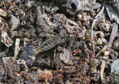 Platydracus maculosus