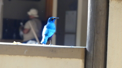 Lamprotornis chalybaeus