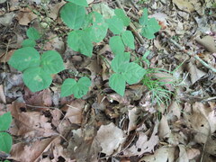 Hylodesmum pauciflorum