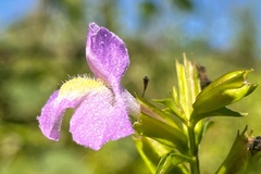 Mimulus alatus