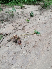 Ricinus communis