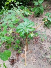 Ricinus communis