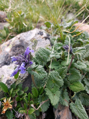 Dracocephalum imberbe