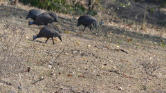 Numida meleagris mitratus