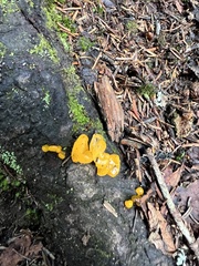 Dacrymycetaceae