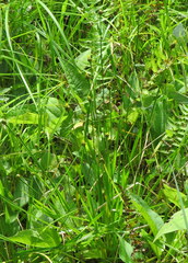 Xyris tennesseensis