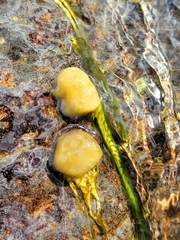 Ranunculus trichophyllus