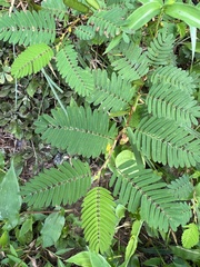 Chamaecrista
