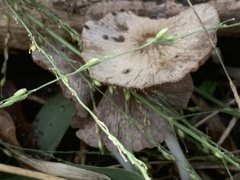 Pluteus longistriatus