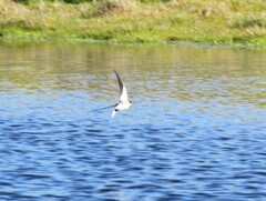 Hirundo albigularis