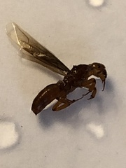 Lasius murphyi