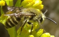 Andrena hirticincta