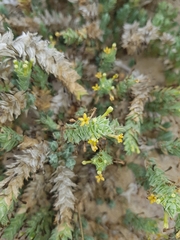 Crucianella maritima