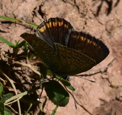 Aricia agestis