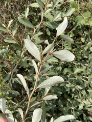 Elaeagnus oldhamii