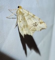 Macaria aemulataria