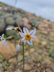 Leucocoryne coronata