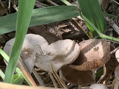 Pluteus longistriatus