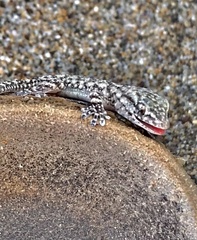 Tarentola mauritanica