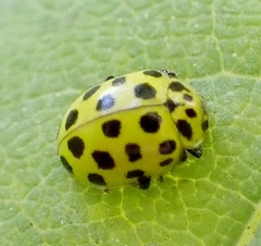 Psyllobora vigintiduopunctata