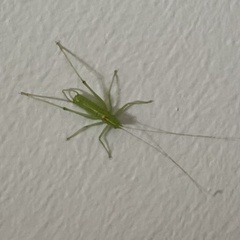 Meconema meridionale