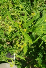 Bidens vulgata