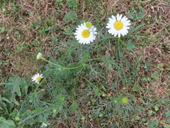 Tripleurospermum inodorum
