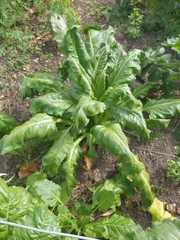 Beta vulgaris