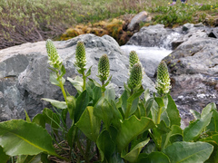 Lagotis integrifolia