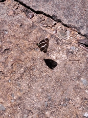 Neptis