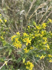Solidago virgaurea