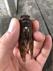 Graptopsaltria nigrofuscata