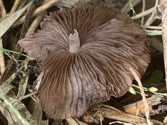 Pluteus longistriatus