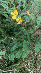 Chamaecrista fasciculata