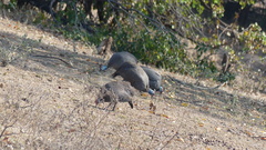 Numida meleagris mitratus