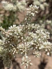 Eriogonum annuum