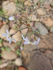 Leucocoryne coronata