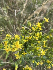 Solidago virgaurea
