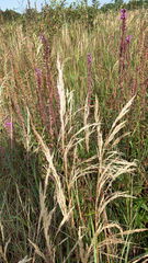 Calamagrostis epigejos