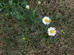 Tripleurospermum inodorum