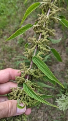 Urtica gracilis