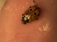 Hippodamia variegata