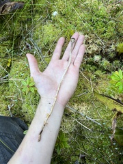Phaeonematoloma myosotis