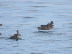 Somateria mollissima