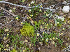 Brachyscome lineariloba