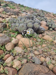 Leucocoryne coronata