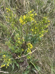 Solidago virgaurea