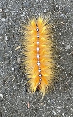 Acronicta aceris