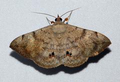 Anticarsia gemmatalis